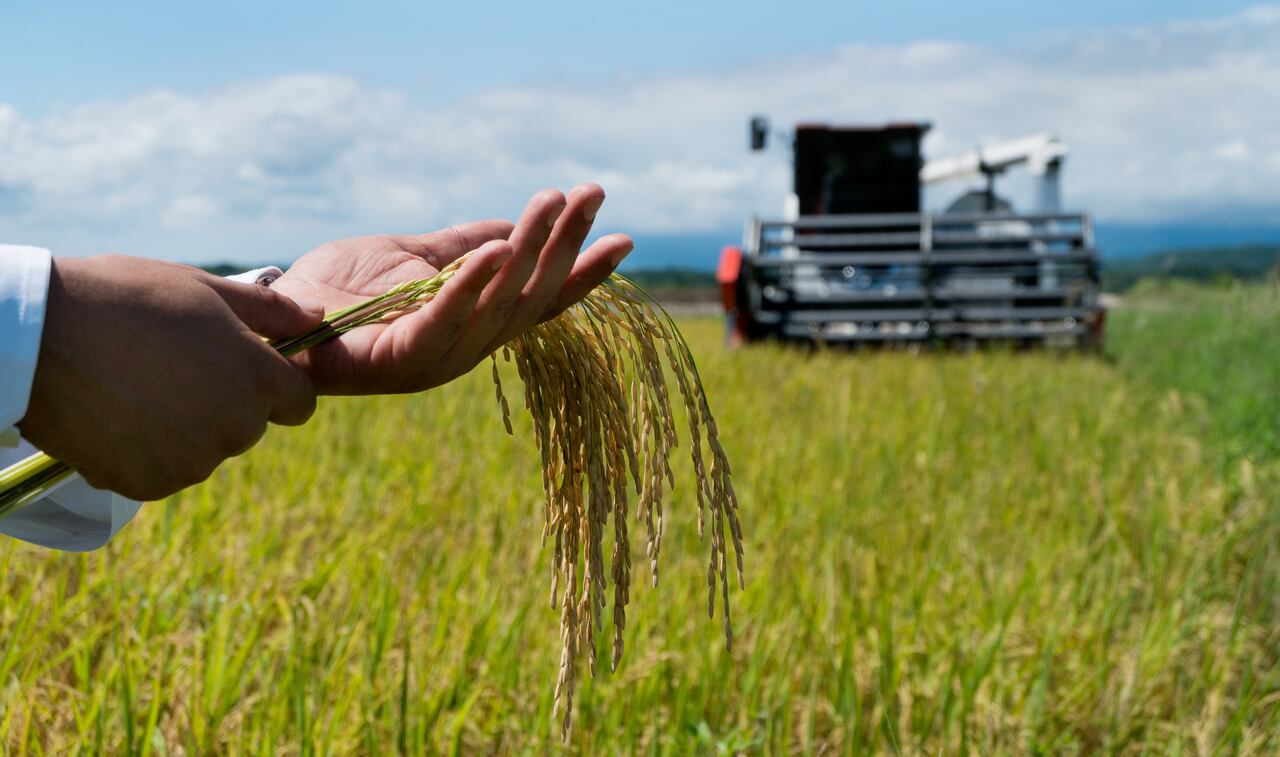 Espiga de arroz en la mano del agricultor durante la cosecha con la cosechadora en el fondo