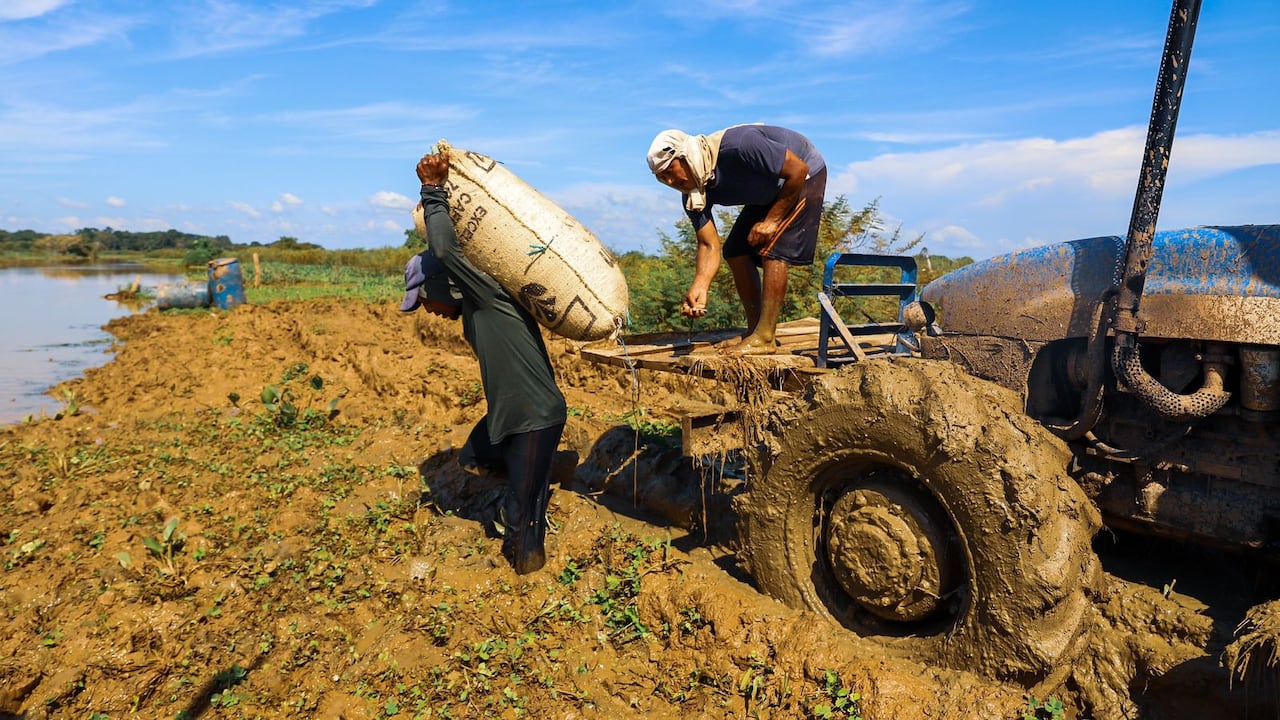 Primera cosecha de arroz en predio entregado por la SAE en San Marcos, Sucre