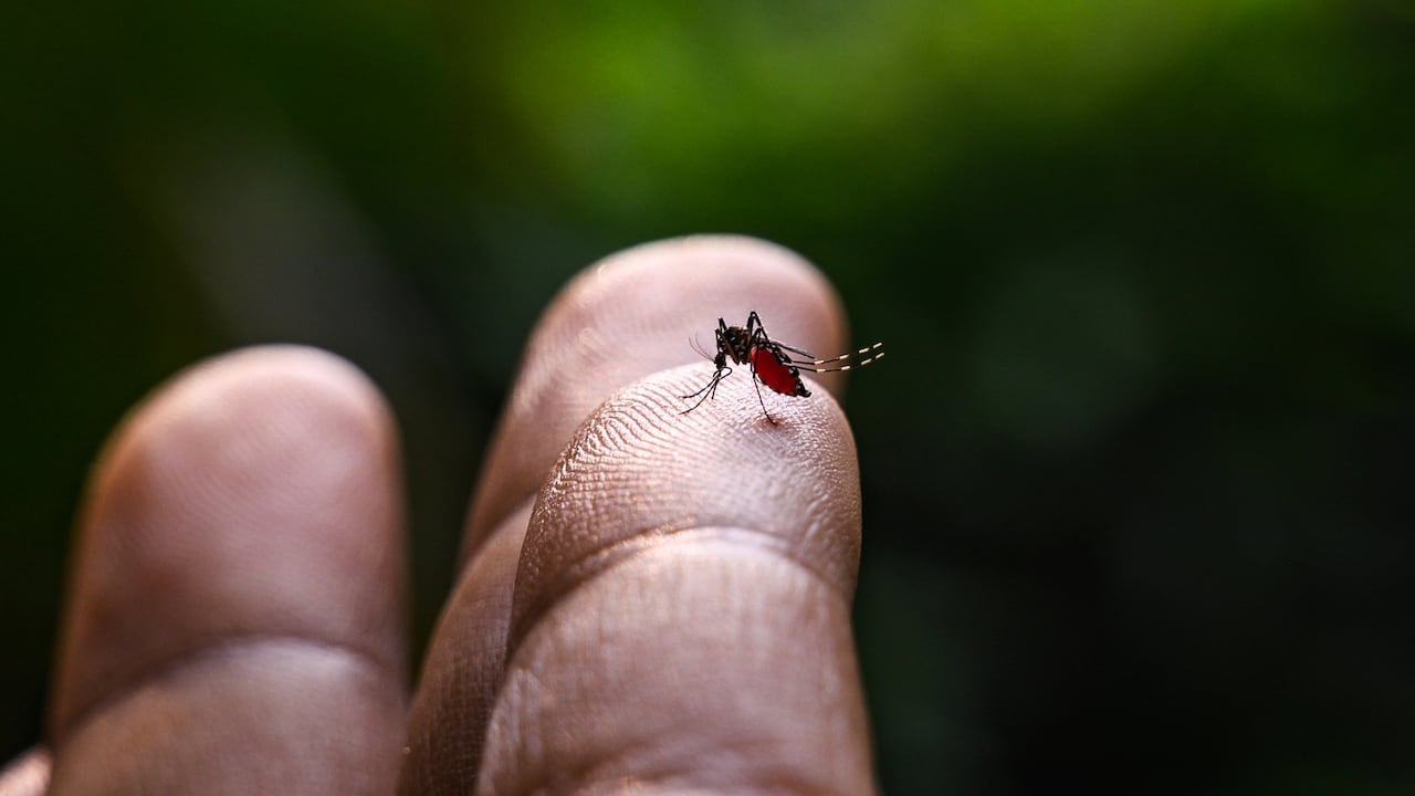 El Aedes albopictus es un vector epidemiológicamente importante para la transmisión de muchos patógenos virales, incluidos el virus de la fiebre amarilla, el dengue y la fiebre chikungunya, así como varios nematodos filariales como Dirofilaria immitis.