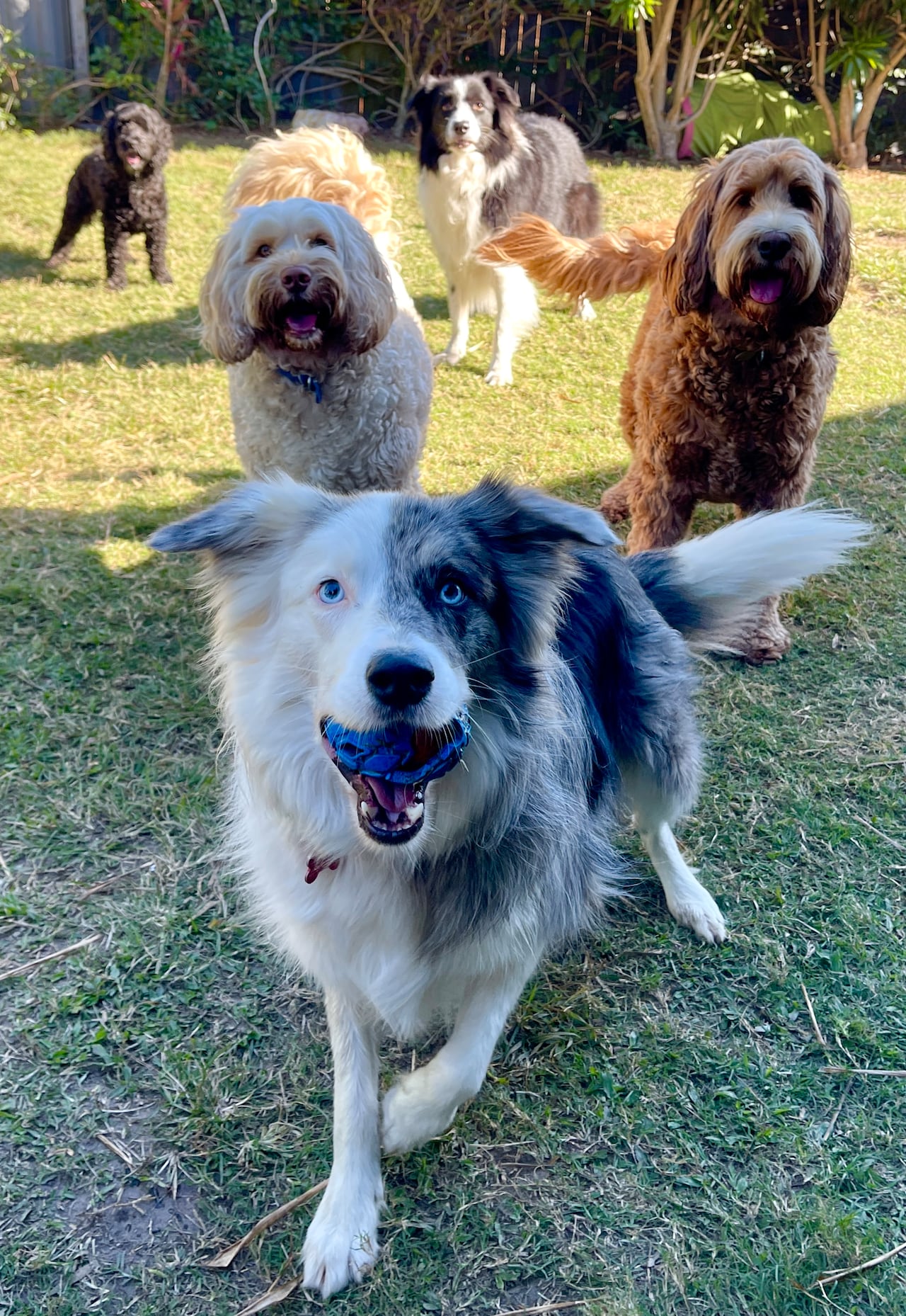 Perros en guardería